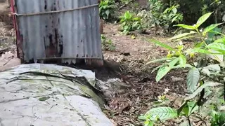 Silent beauty of my garden