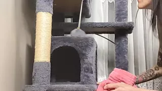 Stuck Shiloh : Cathouse Edition