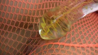 Hot teen in fishnet plays with her vibrator