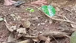 Wife Got Fucked with Neighbour While Her Husband Working in the Jungle