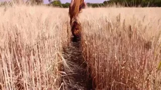 Gehun katati Hui khet mein apni chut mein ungaliyan dalkar Pani nikal rahi hai devar chupke se dekh raha hai