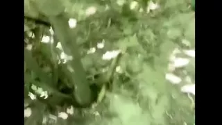 Big Forest Cumshot