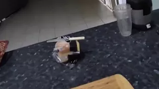 Piss Popsicle