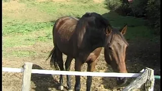 The Anal Desires of a Slut in Heat