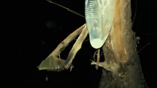 Middle Eastern Twink with Big Dick Cums on Used Condoms at Public