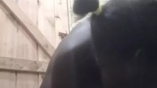 Big Ass Kenyan Girl Is So Horny Squirts Hard