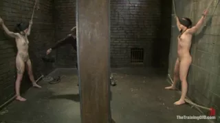 Final Exam-muscles and Sparky