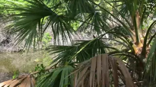 Bts Nature Walk and Masturbation on Trail