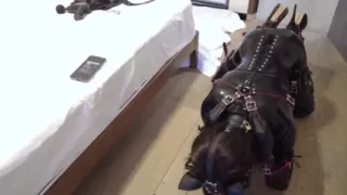 Mz12 - Latex-bound Puppy Vibrates to Reach Orgasm