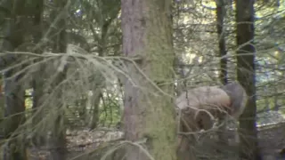 Pissing in the Forest