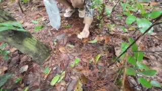 Thai girls walking and talking and picking mushrooms in the forest, secretly showing in the deep forest Clear Thai voice