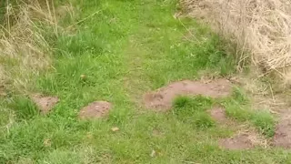 In the Nature #1