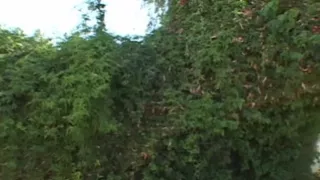 Busty with Anal Cravings