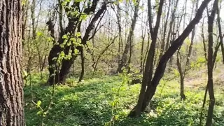 In public a quick blowjob in the forest with oral cum! Delicious!
