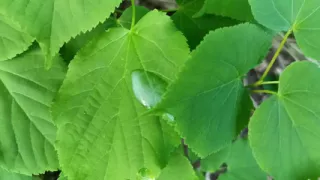 Thick Dick Outdoor Cumshot and Close up Looking on Cum