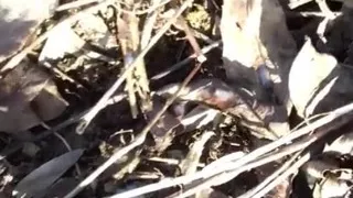 Touching and Tasting Own Cum From the Ground