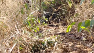 I Fucked My Old Girlfriend in the Forest