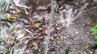 Orinadas_jmv54