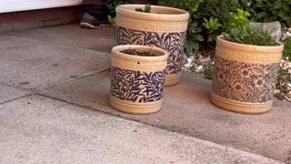 Watering The Plants