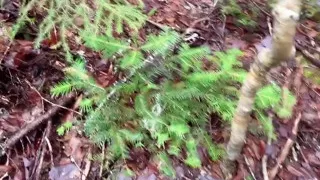 Pussy Pissing Water on the Rock