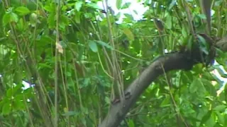 Lesbische Abenteuer im Garten