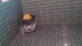 Indian desi bhabhi bathroom chan korche tar video