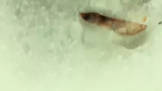 Cum Onto Friends Cum Mess After He Jerk off Outdoor