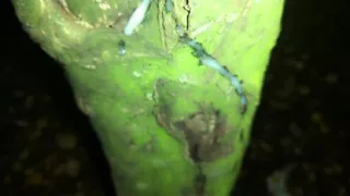 Showing Creampie on a Tree and Softening Cock After Jerk off