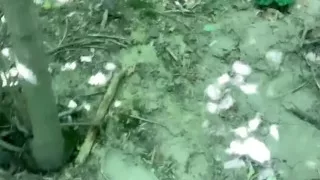 Big Forest Cumshot