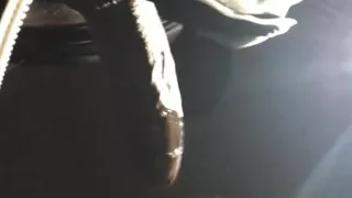 BBC Worship at Night: Risky Public Blowjob & Throat Fuck