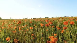 Purelove69