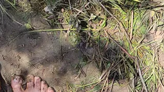 Barefoot Trough The River. May 2026.