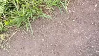To get sister-in-law's beautiful pussy, he went from house to field to get four katwans with him, brother-in-law fucked sis