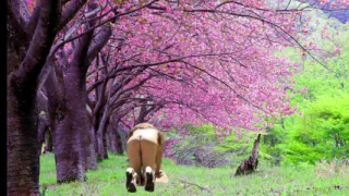 Blooming Spring