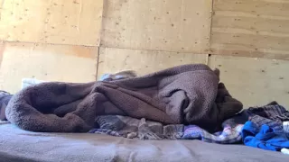 Masturbating by pulling the penis