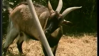 Horny cock sucking guy gets ass ravaged while fucking a hot bitch on the lawn