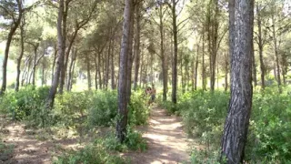 Two cocks in the DP outdoor fuck for the horny bitch