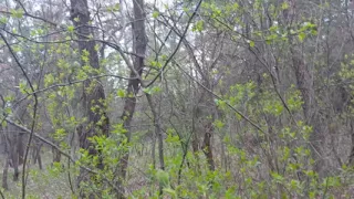 I pee and fuck my lover in the mouth in the forest so that my wife doesn't catch us