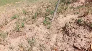 Indian Village Desi School Girl Jungle Sex Viral Video Desi Indian boy Hardcore Sex MMS