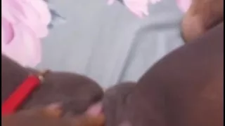 The Bitch of All, Baduero, Is Back in the Game, Come Fuck That Pussy Non-stop