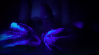 Unseen Sex Ritual From Another Dimension! Dinosaurs Lick On Cock And Make It Cum!