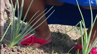 Hot stepmom went to the garden in a dress without panties and neighbor filmed