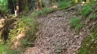 I'm Walking Through the Woods Naked. Looking for a Place to Jerk off!