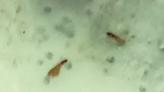 Cum Onto Friends Cum Mess After He Jerk off Outdoor
