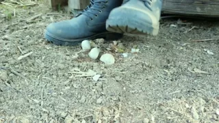 Jerk off and Cum After Empty Shells Are Crushed by Boots
