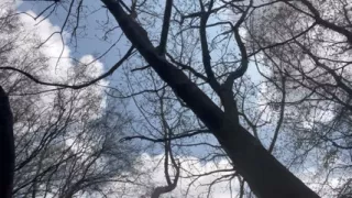 Anal in the Woods Part 1