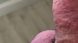 morning cock