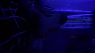 A video of a student having sex with her boyfriend
