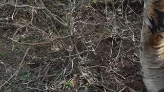 Pup Girl Gets Walked Outdoors, Sucks Cock
