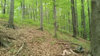 I Chase Him Through the Leaves